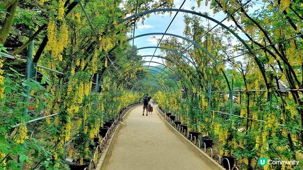 日本Fuji大藤~ 『紫色/黃色/白色』 各有千秋