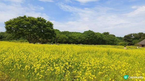 有人喜歡"黃" ~ 國營常陸海濱公園的油菜花 (II)