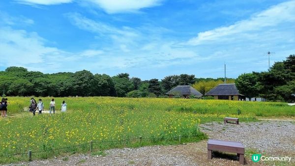 有人喜歡"黃" ~ 國營常陸海濱公園的油菜花 (II)
