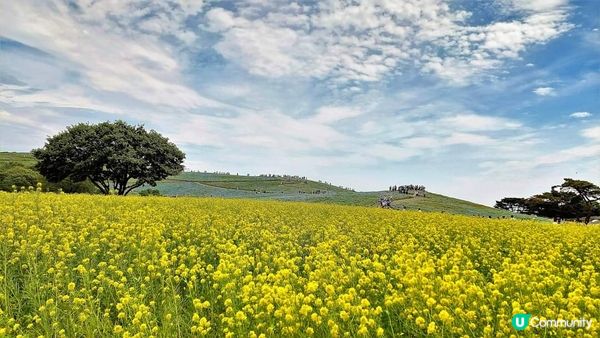 有人喜歡"黃" ~ 國營常陸海濱公園的油菜花 (II)
