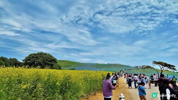 有人喜歡"黃" ~ 國營常陸海濱公園的油菜花 (II)