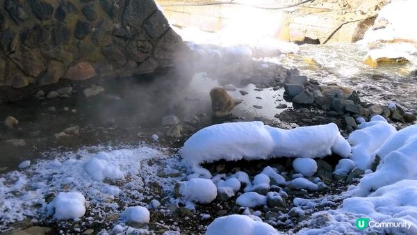 地獄谷野猿公苑~猴子泡溫泉??