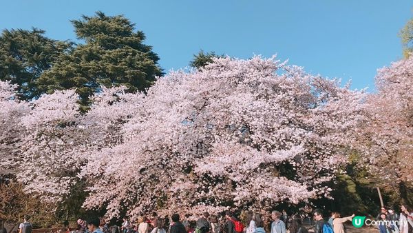 千鳥淵、飯田橋外濠公園、目黑川、還有……東京賞櫻景點9選