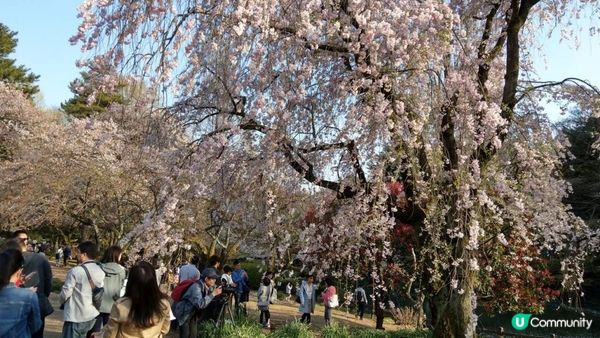 千鳥淵、飯田橋外濠公園、目黑川、還有……東京賞櫻景點9選