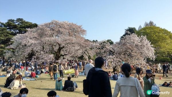 千鳥淵、飯田橋外濠公園、目黑川、還有……東京賞櫻景點9選