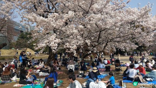 千鳥淵、飯田橋外濠公園、目黑川、還有……東京賞櫻景點9選