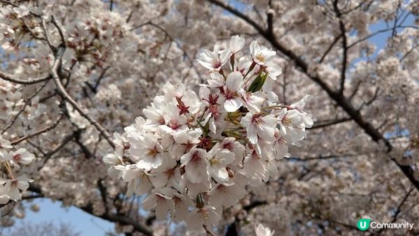 千鳥淵、飯田橋外濠公園、目黑川、還有……東京賞櫻景點9選