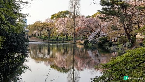 千鳥淵、飯田橋外濠公園、目黑川、還有……東京賞櫻景點9選