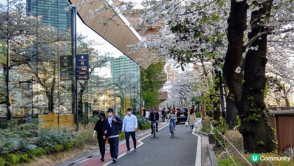 千鳥淵、飯田橋外濠公園、目黑川、還有……東京賞櫻景點9選