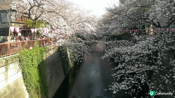 千鳥淵、飯田橋外濠公園、目黑川、還有……東京賞櫻景點9選