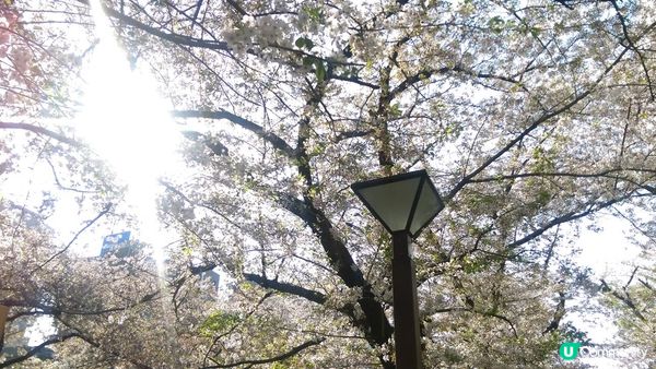 千鳥淵、飯田橋外濠公園、目黑川、還有……東京賞櫻景點9選