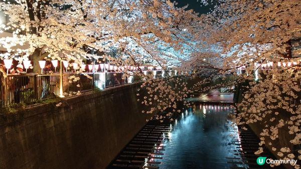 千鳥淵、飯田橋外濠公園、目黑川、還有……東京賞櫻景點9選