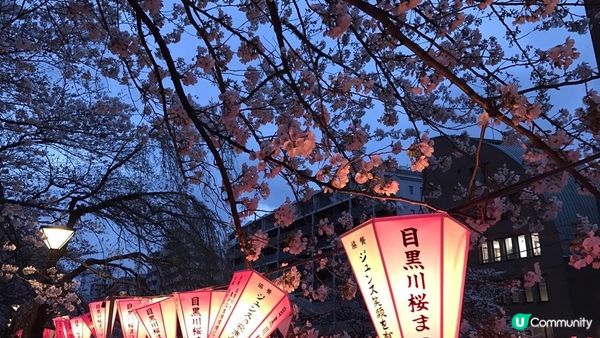 千鳥淵、飯田橋外濠公園、目黑川、還有……東京賞櫻景點9選