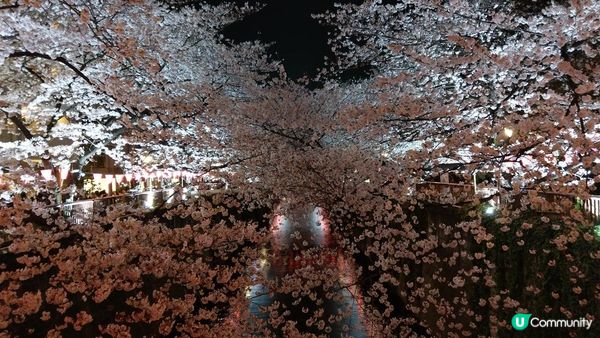 千鳥淵、飯田橋外濠公園、目黑川、還有……東京賞櫻景點9選