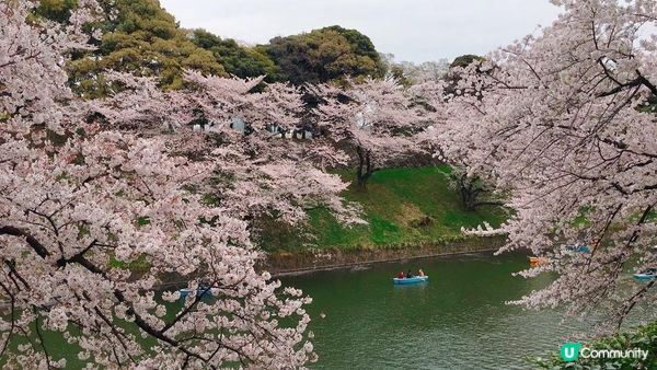 千鳥淵、飯田橋外濠公園、目黑川、還有……東京賞櫻景點9選