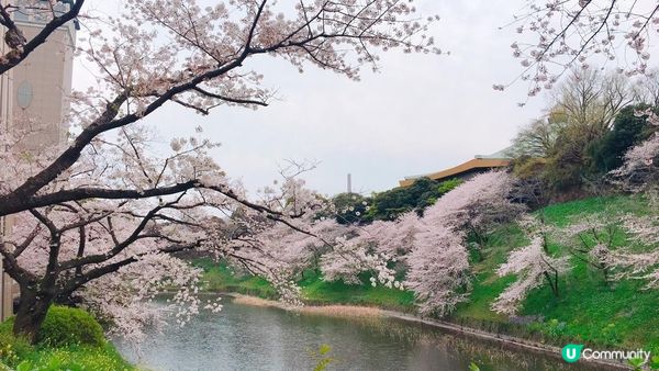千鳥淵、飯田橋外濠公園、目黑川、還有……東京賞櫻景點9選