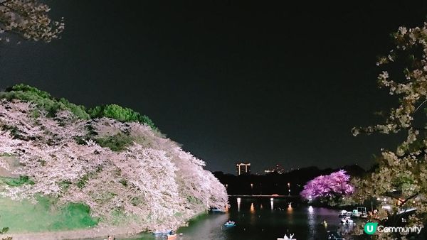 千鳥淵、飯田橋外濠公園、目黑川、還有……東京賞櫻景點9選
