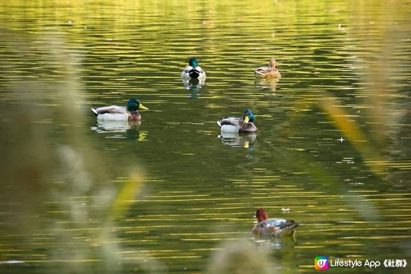 秋天公園内的日本花園