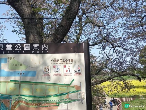 🌸櫻花 VS 油菜花🌼