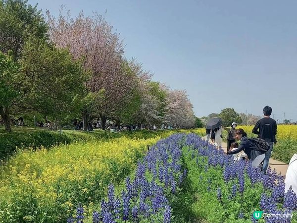 🌸櫻花 VS 油菜花🌼