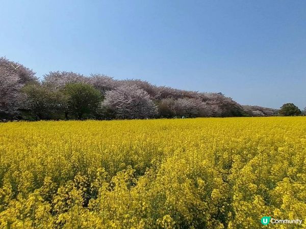 🌸櫻花 VS 油菜花🌼