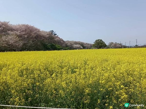 🌸櫻花 VS 油菜花🌼