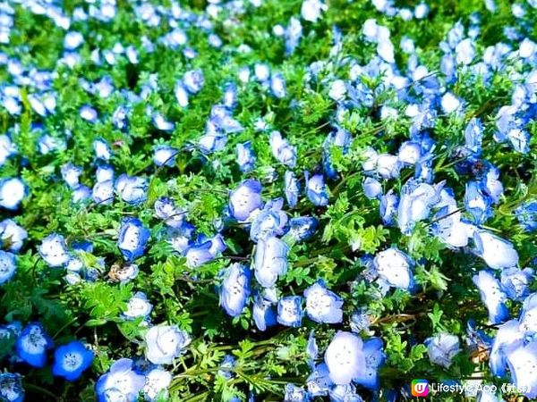 『ネモフィラ』 可愛的粉藍色的蝶花~