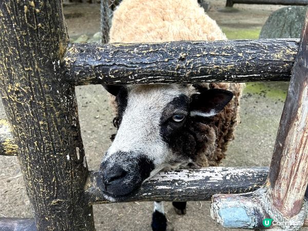 台北Family Trip☀️六福村主題遊樂園❤❤