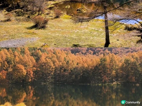 金黃秋葉🍁鏡面湖！御射鹿池超靚！✨