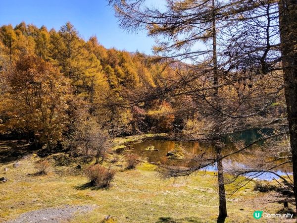 金黃秋葉🍁鏡面湖！御射鹿池超靚！✨