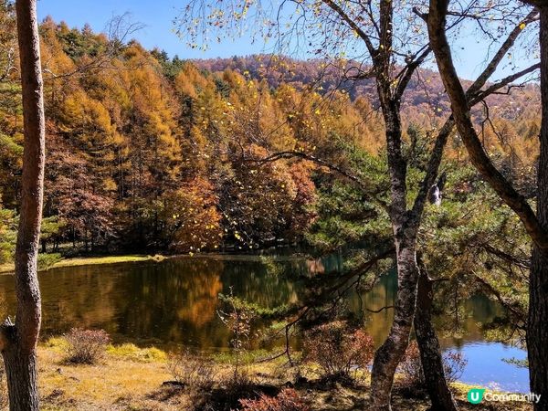 金黃秋葉🍁鏡面湖！御射鹿池超靚！✨