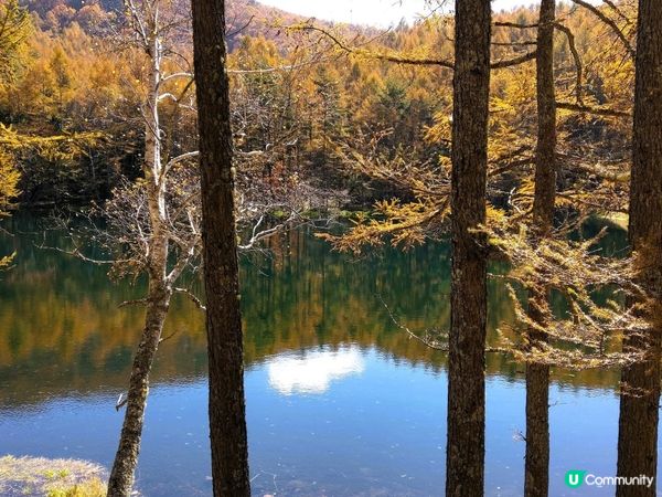 金黃秋葉🍁鏡面湖！御射鹿池超靚！✨
