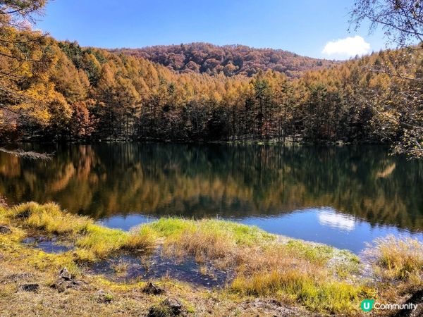 金黃秋葉🍁鏡面湖！御射鹿池超靚！✨