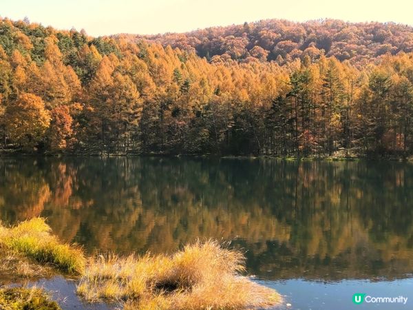 金黃秋葉🍁鏡面湖！御射鹿池超靚！✨