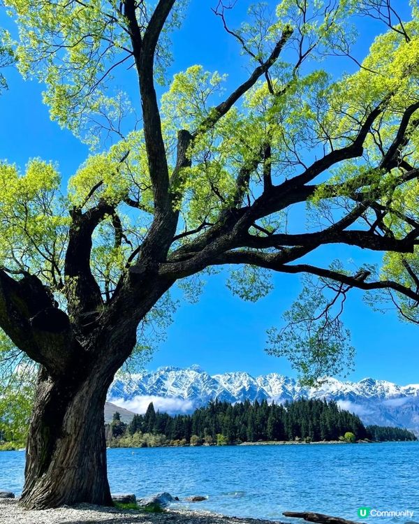 新西蘭春天，綠色夢境 🌿✨