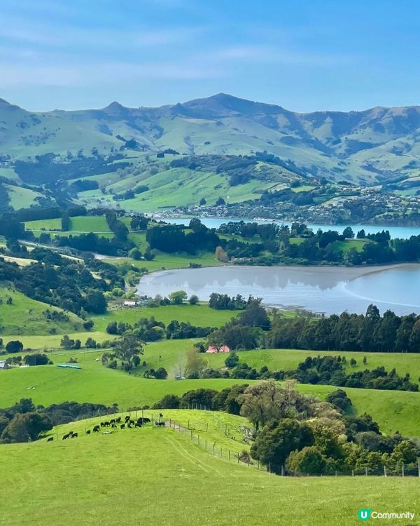 新西蘭春天，綠色夢境 🌿✨