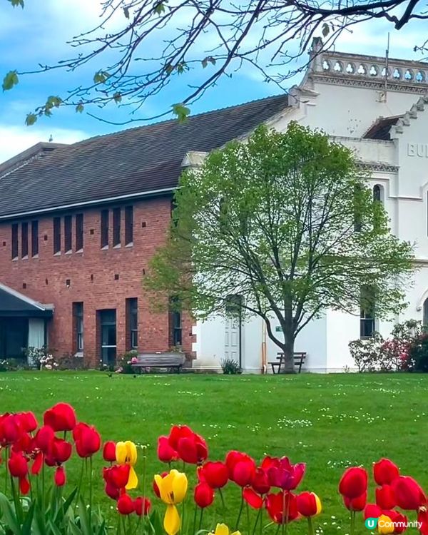 新西蘭春天，綠色夢境 🌿✨