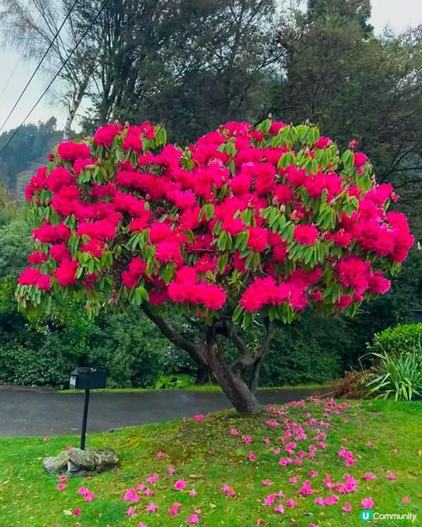 新西蘭春天，綠色夢境 🌿✨