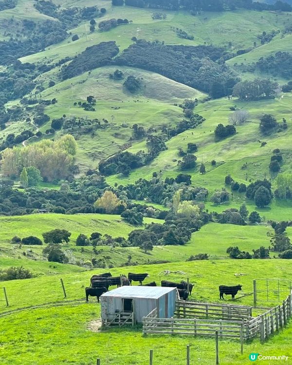 新西蘭春天，綠色夢境 🌿✨