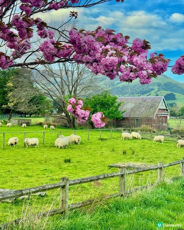 新西蘭春天，綠色夢境 🌿✨