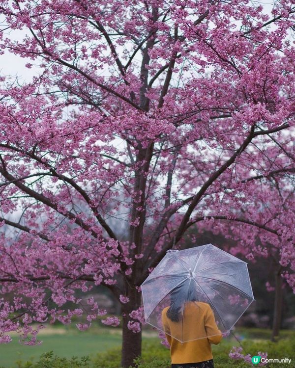 當日本變了粉紅色。