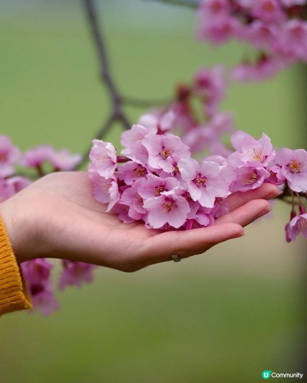 當日本變了粉紅色。