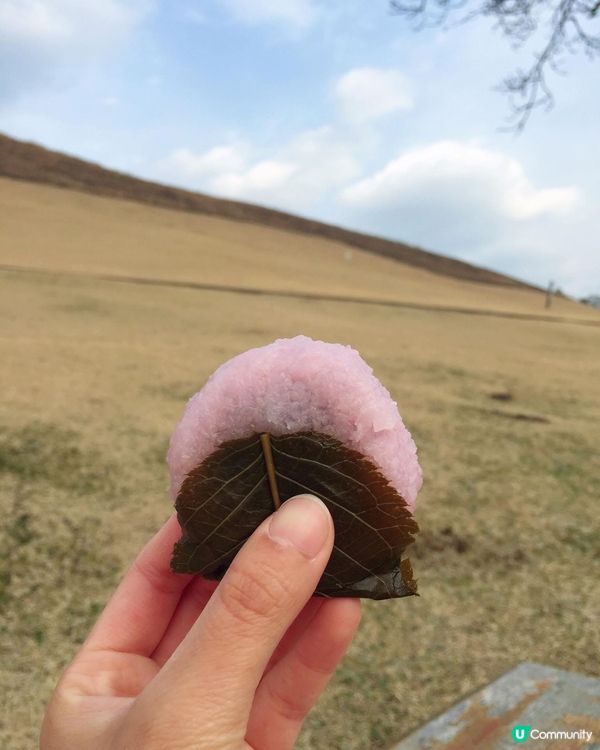 當日本變了粉紅色。