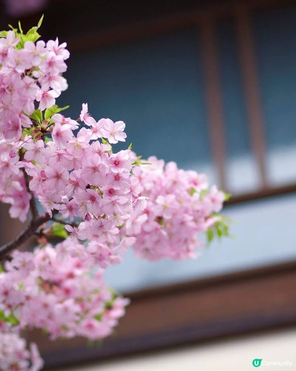 當日本變了粉紅色。