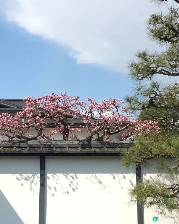 當日本變了粉紅色。