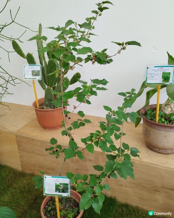 ## 花展今晚閉幕！🌸 爭妍鬥豔，快啲去睇！