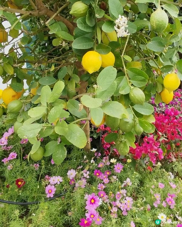 ## 花展今晚閉幕！🌸 爭妍鬥豔，快啲去睇！