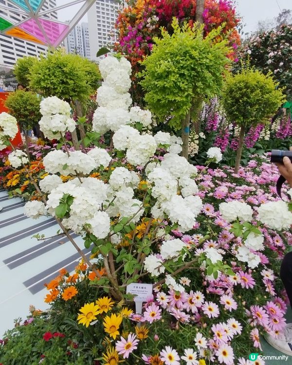 ## 花展今晚閉幕！🌸 爭妍鬥豔，快啲去睇！