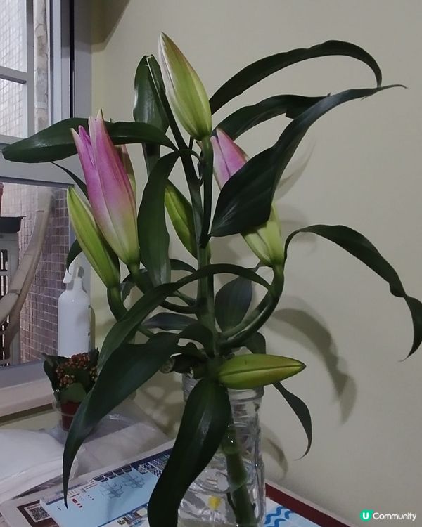 ## 花展今晚閉幕！🌸 爭妍鬥豔，快啲去睇！