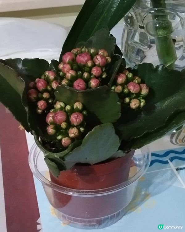 ## 花展今晚閉幕！🌸 爭妍鬥豔，快啲去睇！